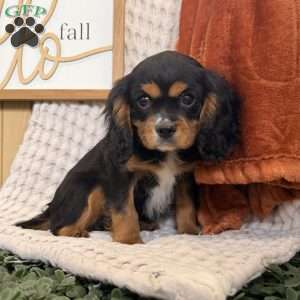 Ace, Cavalier King Charles Spaniel Puppy